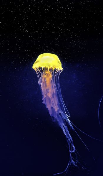 Обои 600x1024 медуза, подводный мир, синий