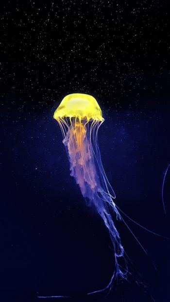 Обои 1080x1920 медуза, подводный мир, синий