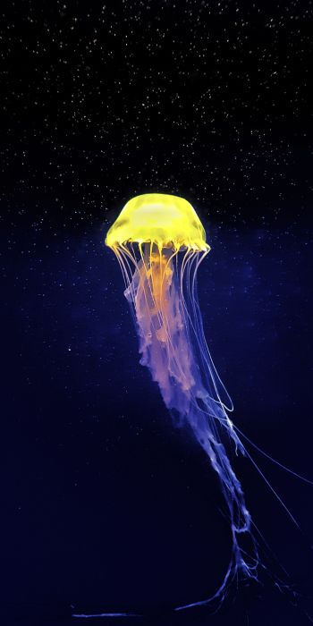 jellyfish, underwater world, blue Wallpaper 720x1440