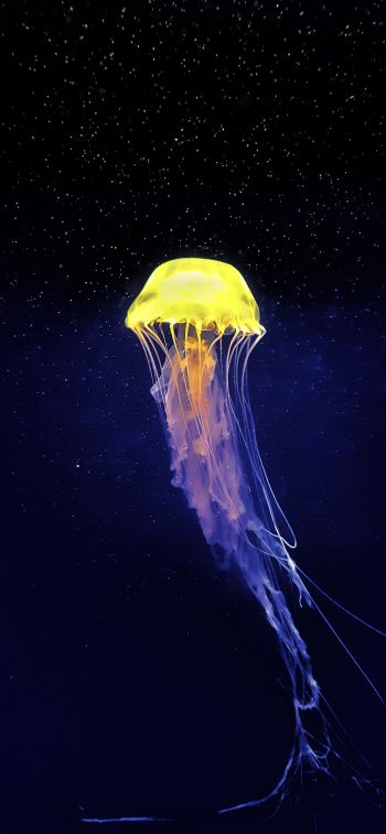 Обои 1125x2436 медуза, подводный мир, синий