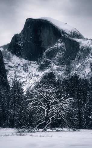winter, landscape, snow Wallpaper 1200x1920