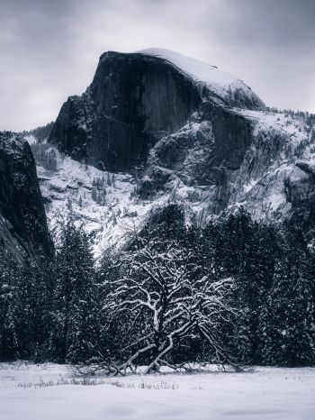 winter, landscape, snow Wallpaper 1668x2224