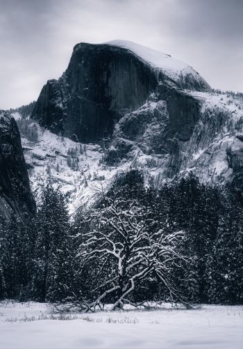 winter, landscape, snow Wallpaper 1668x2388