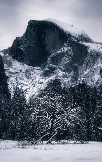 winter, landscape, snow Wallpaper 1752x2800