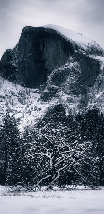 winter, landscape, snow Wallpaper 1080x2220