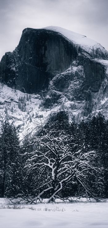 winter, landscape, snow Wallpaper 1440x3040