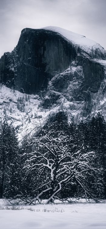 winter, landscape, snow Wallpaper 1242x2688