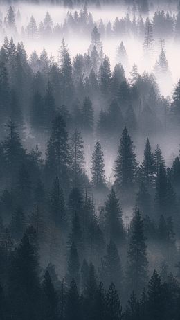 Обои 1080x1920 лес, туман, серый