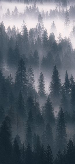 Обои 1080x2340 лес, туман, серый