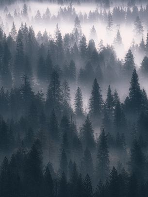 Обои 1536x2048 лес, туман, серый