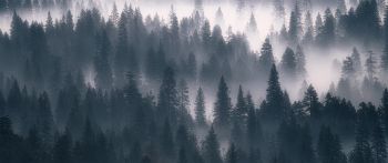 Обои 2560x1080 лес, туман, серый
