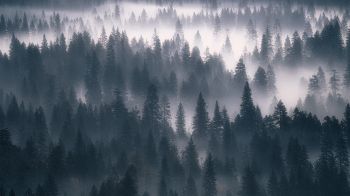 Обои 2048x1152 лес, туман, серый