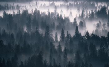 Обои 1920x1200 лес, туман, серый