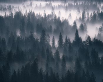 Обои 1280x1024 лес, туман, серый