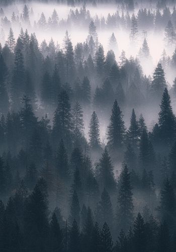 Обои 1668x2388 лес, туман, серый