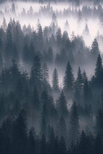 Обои 640x960 лес, туман, серый