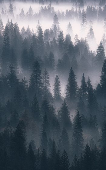 Обои 1752x2800 лес, туман, серый