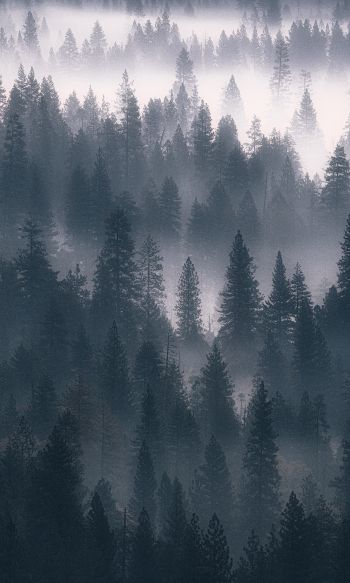 Обои 1200x2000 лес, туман, серый