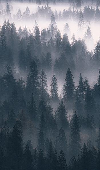 Обои 600x1024 лес, туман, серый