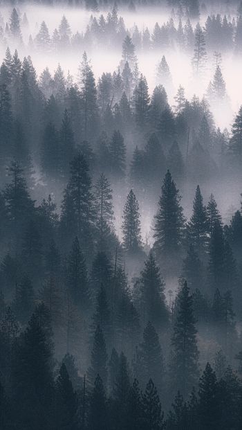 Обои 640x1136 лес, туман, серый