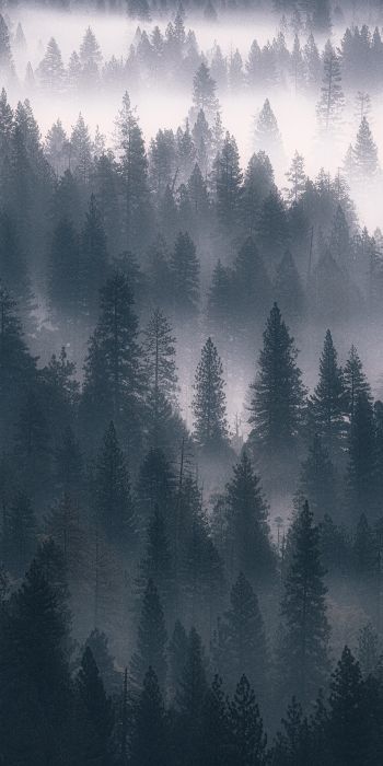 Обои 720x1440 лес, туман, серый