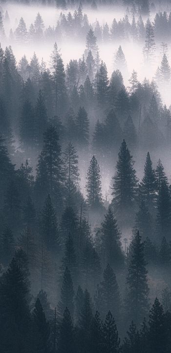 Обои 1080x2220 лес, туман, серый