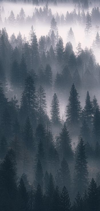 Обои 1440x3040 лес, туман, серый