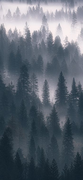 forest, fog, gray Wallpaper 1284x2778