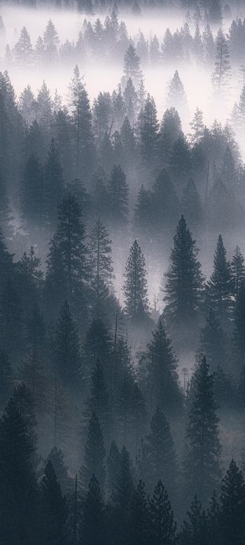 Обои 1080x2400 лес, туман, серый