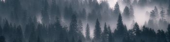 Обои 1590x400 лес, туман, серый