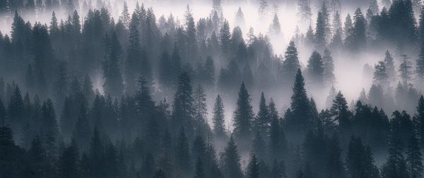 Обои 2560x1080 лес, туман, серый