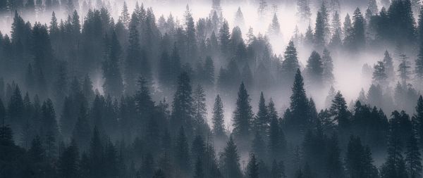 forest, fog, gray Wallpaper 2560x1080