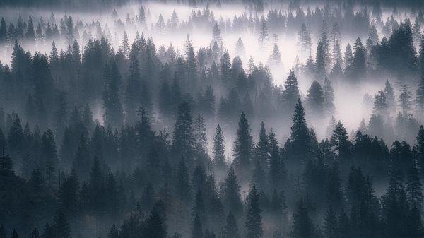 Обои 3840x2160 лес, туман, серый