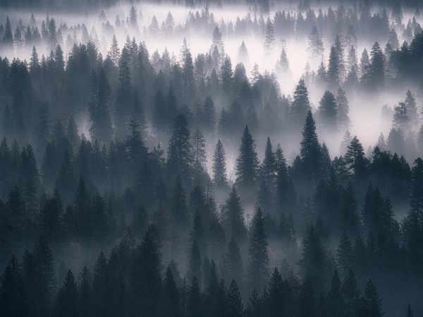 Обои 800x600 лес, туман, серый