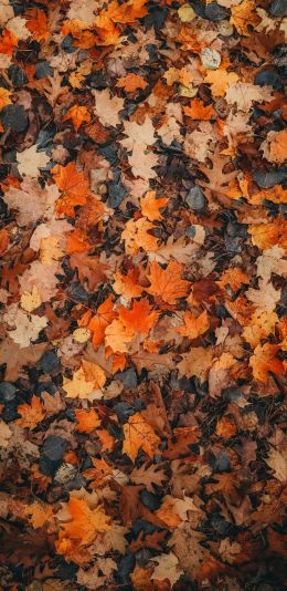 autumn leaves, dry leaves, autumn Wallpaper 1440x2960