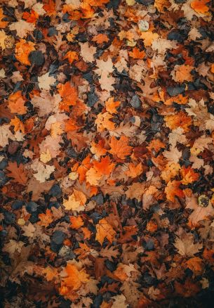 autumn leaves, dry leaves, autumn Wallpaper 1640x2360