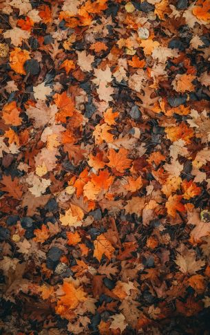 autumn leaves, dry leaves, autumn Wallpaper 1752x2800