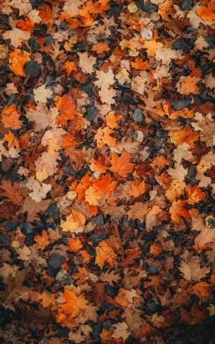 autumn leaves, dry leaves, autumn Wallpaper 1600x2560