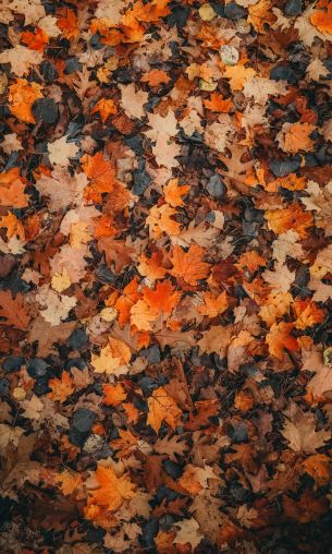 autumn leaves, dry leaves, autumn Wallpaper 1200x2000