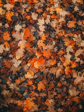 Обои 1668x2224 осенние листья, сухие листья, осень