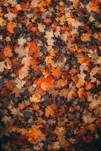 Обои 640x960 осенние листья, сухие листья, осень