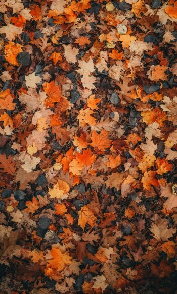 autumn leaves, dry leaves, autumn Wallpaper 1200x2000