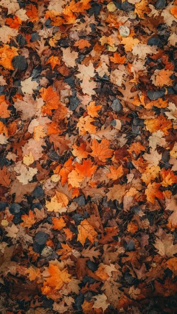 Обои 640x1136 осенние листья, сухие листья, осень