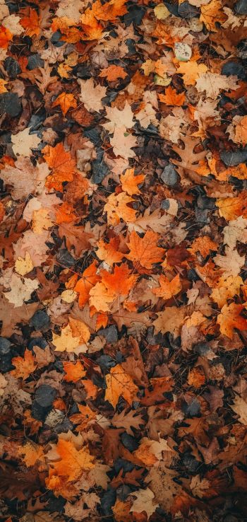 autumn leaves, dry leaves, autumn Wallpaper 1440x3040