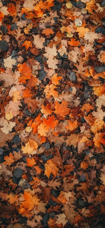 autumn leaves, dry leaves, autumn Wallpaper 828x1792