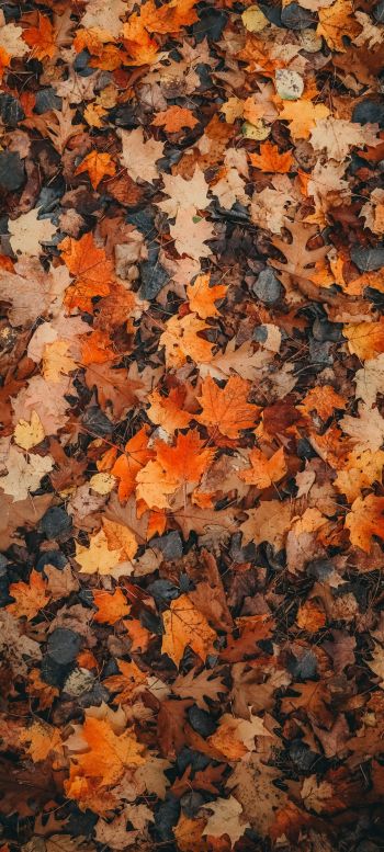 autumn leaves, dry leaves, autumn Wallpaper 1080x2400
