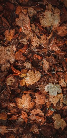 autumn leaves, autumn Wallpaper 1440x2960