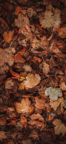 autumn leaves, autumn Wallpaper 1080x2340