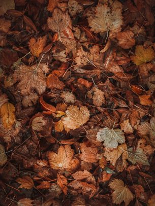 autumn leaves, autumn Wallpaper 1536x2048