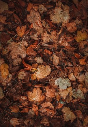 autumn leaves, autumn Wallpaper 1640x2360